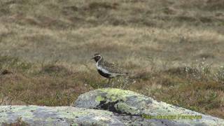 LJUNGPIPARE European Golden Plover Pluvialis apricaria Klipp  122 [upl. by Harim537]