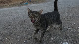 Tabby cat meowing excitedly is unbelievable lovely [upl. by Ardnasxela895]