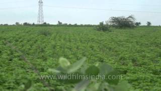 Green Moong ki Daal fields Florican nesting grounds [upl. by Emily]