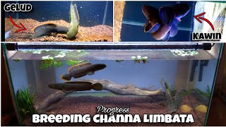 BREEDING CHANNA LIMBATA  Update Perkembangan  Ganti Ikan Lagi [upl. by Natassia304]