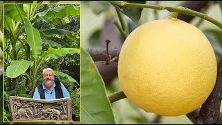 PAMPLEMOUSSE ET POMELO  TOUT SAVOIR SUR CES AGRUMES QUE L’ON CONFOND Le Quotidien du Jardin N°413 [upl. by Huan752]