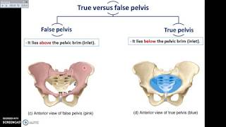 Overview of Pelvis 1  Bones and Joints of Pelvis  DrAhmed Farid [upl. by Nagel587]