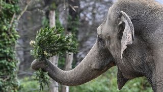 Berliner Zoo Warum Elefanten Weihnachtsbäume zum Fressen gern haben [upl. by Eiclehc]