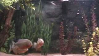 Best Video Ever Red Belly Piranha Chomps Mouse [upl. by Nnadroj]