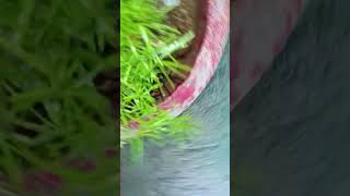 Asparagus plant plants gardening garden nature ytshorts greeny [upl. by Kaitlynn]