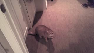 Friends Cat Meows Aggressively then Attacks [upl. by Staffan]