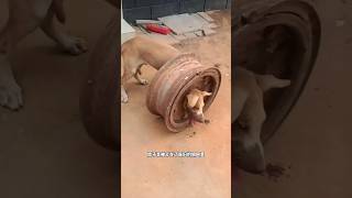 This dog got stuck in the ring of a car wheel justdogs shorts [upl. by Anelagna]