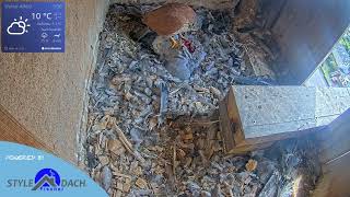 Turmfalke frisst Taube  Nistkasten Webcam Alfeld  Mitschnitt Livestream Webcam [upl. by Namus]