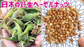 野生の国産ヘーゼルナッツでスイーツ作ってみた [upl. by Lexie]