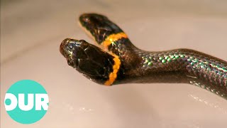 The Rare TWO HEADED Snake That Is Baffling Scientists  Our World [upl. by Akemej]