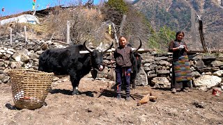 Tibetan Village Life high in the Himalayas Life in the mountains [upl. by Nagiam]