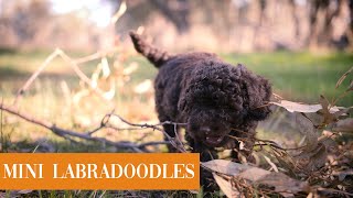 Mini Labradoodle Puppies Australia [upl. by Dorolisa]