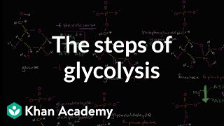 Steps of glycolysis  Cellular respiration  Biology  Khan Academy [upl. by Sivie469]