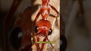 How Dangerous Are Bulldog Ants [upl. by Alaham328]