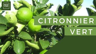 COMMENT CULTIVER LE CITRONNIER VERT [upl. by Ledif]