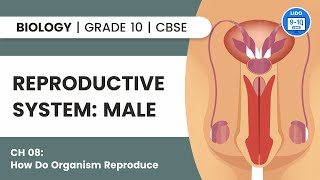 Reproductive System  Male  How do Organism Reproduce  Class 10 Biology Chapter 08 [upl. by Lilybelle]