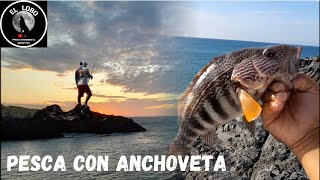 PESCA de CABRILLA GRANDE con ANCHOVETA [upl. by Kimon]