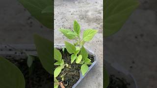 Celosia flower plant repotting celosia terracegardeningathome terracegardning [upl. by Esma270]