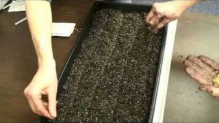 Learn how to plant seedlings [upl. by Hajin476]