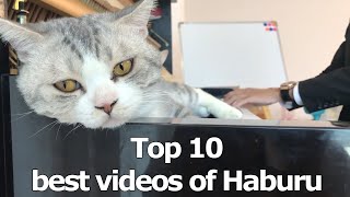 Top 10 best videos of Haburu  The best music of all time [upl. by Ardnekan]