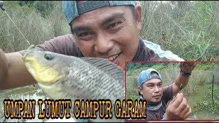 Mancing ikan nilaquot pake umpan lumut campur garam [upl. by Dede]