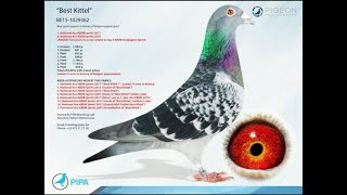 Very Good Pedigree Female Sellected By Tasleem Brother  Petsvlog  Racing pigeons  Best Kittel [upl. by Noed]