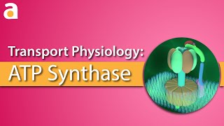 Transport Physiology 3D ATP Synthase ATPase [upl. by Effy836]