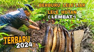 DAPAT BANYAK ‼️ BERBURU LELE LIAR LEMBAT PASANG 30 TAJURAN DI DALAM LOBANG AKAR predatorhitam [upl. by Pilloff]