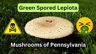 Green Spored Lepiota  Mushrooms of Pennsylvania [upl. by Safir]