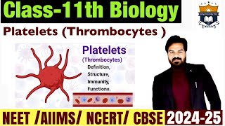 Platelets  Blood platelets  Thrombocytes  Body Fluids And circulation class 11 Biology  NEET [upl. by Austina]