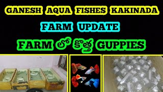 GANESH AQUA FISHES KAKINADA FARM UPDATE FARM లో కొత్త GUPPIES Ganeshaquafisheskakinada [upl. by Verneuil750]