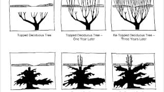 Tree Pruning Chapter 1 [upl. by Christiano]