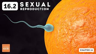 IGCSE Biology  Sexual reproduction 162 [upl. by Betta33]