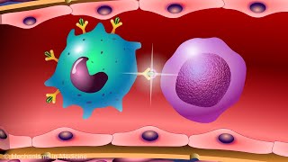 Vaccines and the Immune Response How Vaccines Work [upl. by Elery]