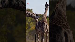 Do you know how Giraffes mating ritual is🦒🦒🍀wildlife giraffe shorts animal explore yt nature [upl. by Randell]