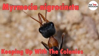 Keeping Up With The Colonies Myrmecia nigrocincta [upl. by Nerret898]