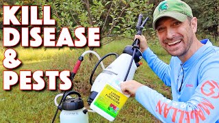 Our Go To Spray To Combat Disease And Pests On Our Fruit Trees Organic [upl. by Benedict]