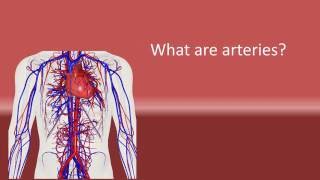 What are arteries [upl. by Reggis]