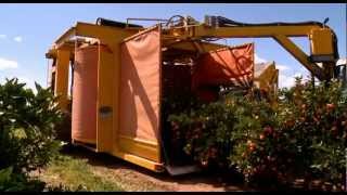 Citrus harvesting in Australia with a Nelson Harvester [upl. by Tormoria]