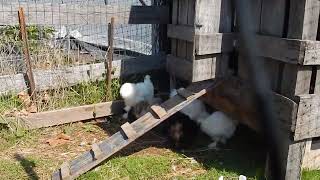 Meet the puffiest poultry squad chicken animalvideos shortsyoutube shorts cute [upl. by Annaiek916]