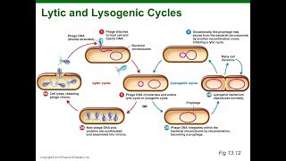 Virus Lysogenic Cycle Animation HD [upl. by Nnylrebma]