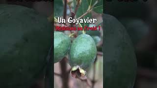 Le goyavier résistant au froid  permaculture [upl. by Niram]