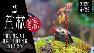 【ほぼ週日盆栽育成日記 426】Bonsai diary 初心者 bonsai trees for beginners tree お家ですごそう Relax ミニ盆栽 作り方 [upl. by Llertnov256]