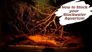 How to Stock your Blackwater Aquarium [upl. by Yllime]