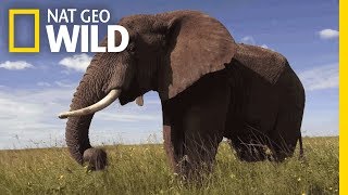 Elephants 101  Nat Geo Wild [upl. by Godber]