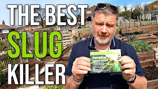 How To Kill Slugs In The Garden  Easy Effective Slug Control [upl. by Ventura]