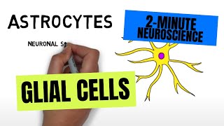 2Minute Neuroscience Glial Cells [upl. by Rubia711]