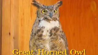 Great Horned Owl hooting [upl. by Innej]