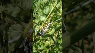 Gross to the MAX Garden Pest Tomato Horn Worm Dying nopest bugoff pest pestcontrolsolutions [upl. by Imogen13]