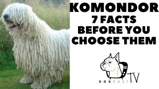 Before you buy a dog  KOMONDOR  7 facts to consider DogCastTv [upl. by Bevin]